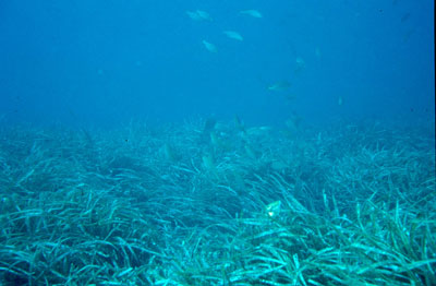 Pradera de Posidonia oceanica. � MAC.