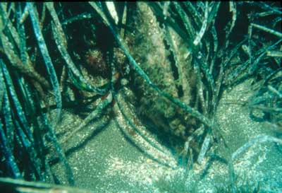 La nacra, que habita en los fondos de Posidonia, es cada vez m�s rara y escasa. � MAC.