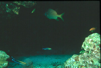 Las cuevas submarinas dan cobijo a multitud de especies. � MAC.