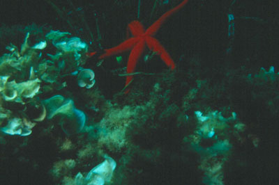 Diferentes especies de estrellas de mar colonizan el litoral almeriense. � MAC.
