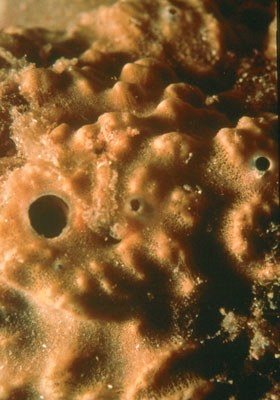 Esponja (Ircinia fasciculata). � MAC.