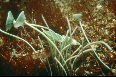 Alga unicelular (acetabularia). � MAC.