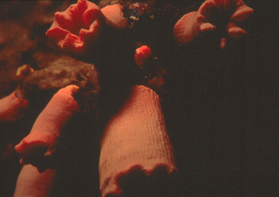 Falso coral rojo (Siphonocalina sp.). � MAC.