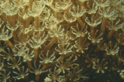 Coral �rgano flauta (Tubipora musica). � MAC