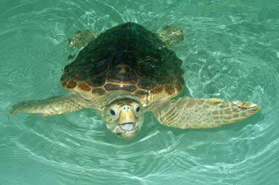 Las tortugas bobas son v�ctimas frecuentes de la pesca con palangure. � FJAD