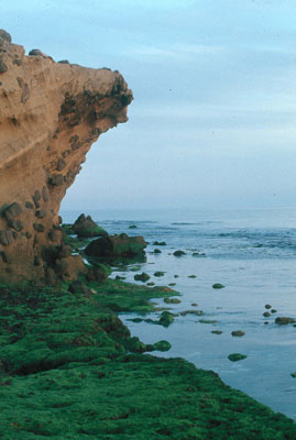 El origen volc�nico de Albor�n est� patente en las rocas que la conforman. � FJAD.