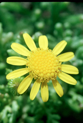Senecio alboraniucus Maire, endemismo exlusivo de la isla. � FJAD.
