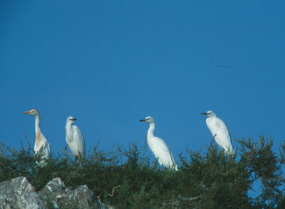 Las garcetas comunes y garcillas bueyeras nidifican en Terreros. � FJAD.