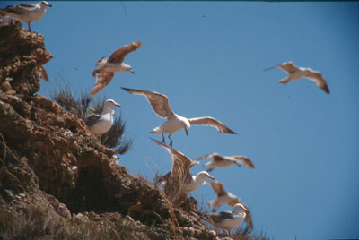 La gaviota patiamarilla nidifica en casi todas las islas e islotes almerienses. � JJMG