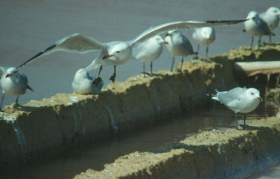La gaviota de Audouin es una especie propia del Mediterr�neo. � JJMG.