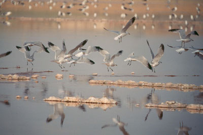 Mantienen una especial predilecci�n por las salinas almerienses. � JJMG.