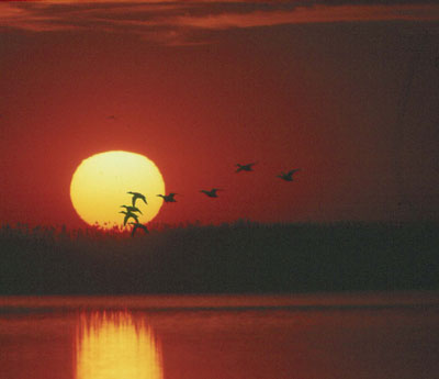 Las zonas h�medas son uno de los ecosistemas m�s amenazados del planeta. � JJMG.