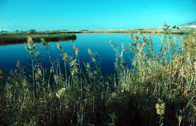 Albuferas de Adra. � JJMG.