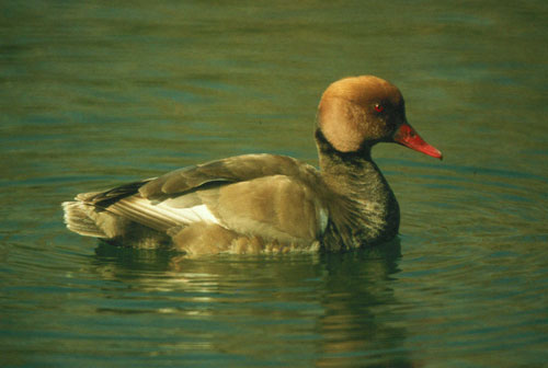 Entre las an�tidas nidificantes destaca el pato colorado. �JJMG.
