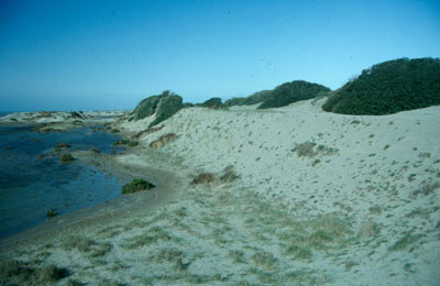 Cintur�n dunar fijado por lentiscos y sabinas en Punta Entinas. � JJMG.