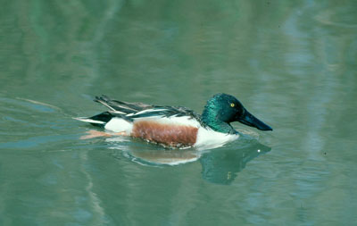 Pato cuchara. � JJMG.