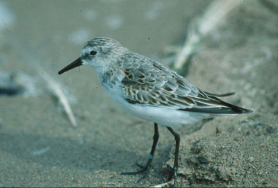Correlimos menudo. La m�s peque�a de las aves acu�ticas europeas. � JJMG.