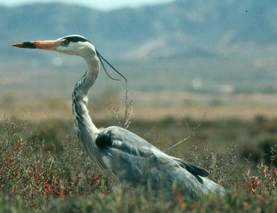 Garza real. � FJAD.