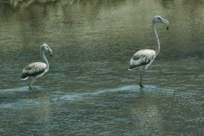 Los flamencos j�venes presentan un color gris�ceo. � JJMG.