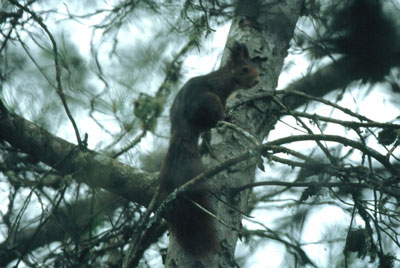 Entre la espesura del bosque a�n abundan las ardillas. �JJMG.
