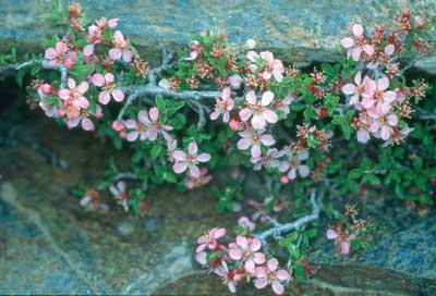 Los bell�simos cerezos rastreros son aut�nticos bonsais naturales. � AHH.