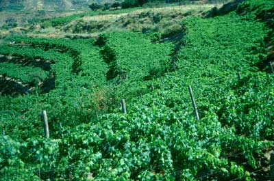 El cultivo de la uva de mesa, otrora muy extenso, a�n se mantiene en algunos puntos. � JJMG.