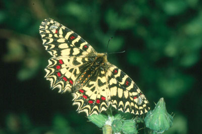 Zerynthia rumina. JAOU.