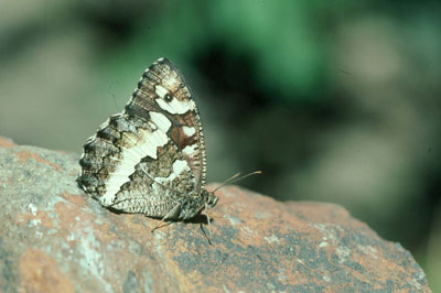 Brinteria circe. � FJAD.