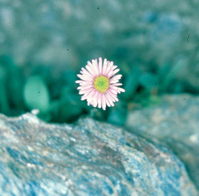 Erigeron de Sierra Nevada. © AHH.