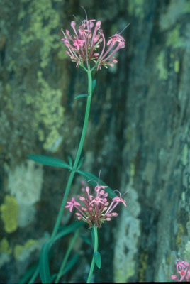 Valeriana. © AHH.