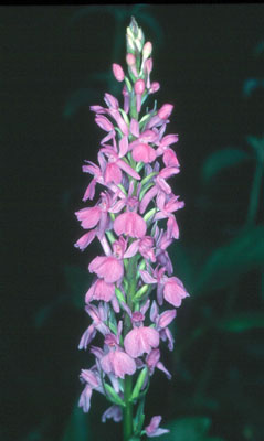 Orchis laxiflora. � AHH.