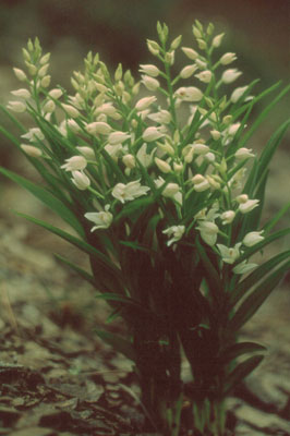 Cephalanthera longifolia. � AHH.