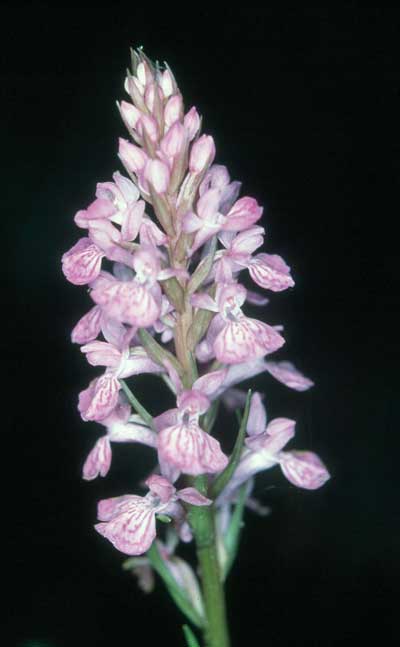 Dactylorhiza sp. � AHH.