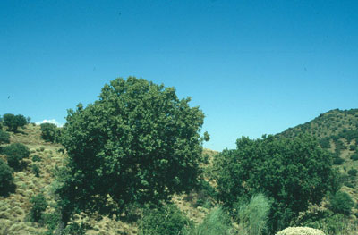 Los bosques de encina han quedado reducidos a peque�os rodales. � JJMG.