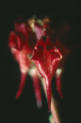 Linaria aeruginea ssp. aeruginea. � JJMG.