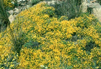 Piorno amarillo. � JJMG.