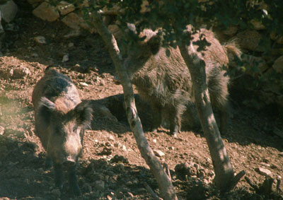 El jabal� es abundante en esta sierra. JJMG.