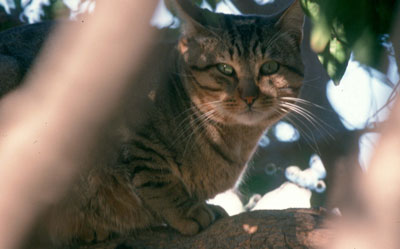 A�n sobreviven algunos gatos monteses amenazados de extinci�n. JJMG.