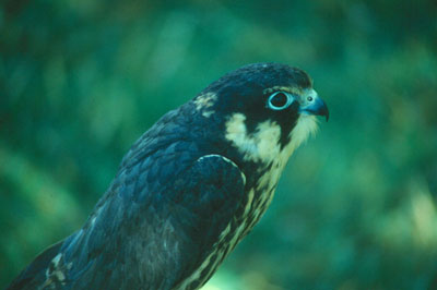 Entre las rapaces destaca el peque�o alcot�n. � JJMG.