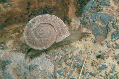 La chapa es un caracol exclusivo y en v�as de extinci�n. JJMG.