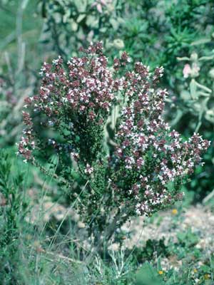 Los tomillares dominan parte del tapiz vegetal. � JJMG.