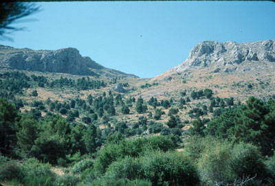 Sierra Mar�a constituye una de las �reas forestales m�s importantes de la provincia de Almer�a. �FJAD.