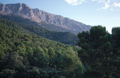 Estos bosques se sit�an principalmente en la umbr�a. � FJAD.