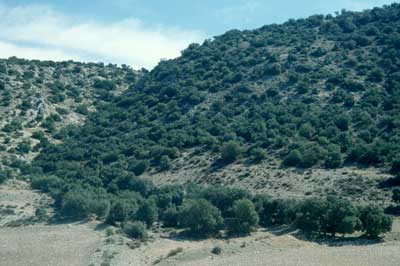 El gran bosque de encinar que exitiera, est� en la actualidad cincunscrito a unos pocos lugares. � FJAD.