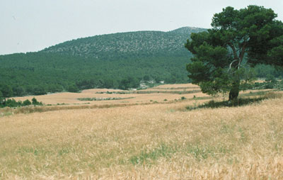 Las dehesas han sustituido a los densos bosques.� FJAD.