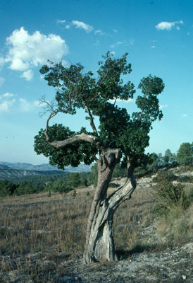 Madro�o. �FJAD.
