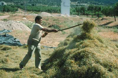 La recolecci�n de arom�ticas a�n es importante dentro de la econom�a agraria. � FJAD.