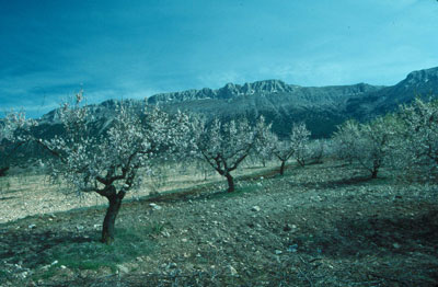 Adem�s de las llanuras cerealistas destacan las grandes extensiones dedicadas al cultivo de almendros. � JJMG.