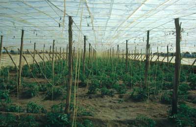 El invernadero ha convertido a la agricultura tradicional en una industria y a los agricultores en empresarios. � JJMG.