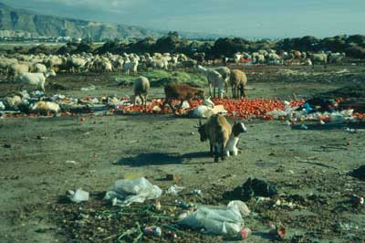 Los planes de higiene rural precisan de una constante evoluci�n y de la puesta en com�n de pol�ticas. � JJMG.